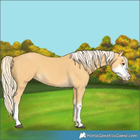 Horse Color:Palomino Sabino 