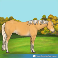 Horse Color:Palomino