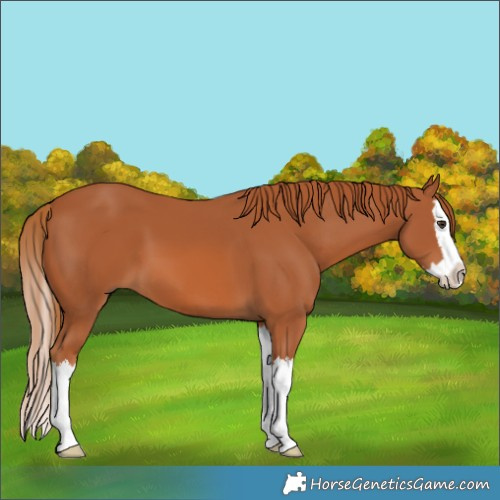 Horse Color:Chestnut Splash 