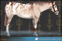 Horse Color:White Spotted Chocolate Bay Dun Appaloosa Brindle 