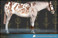 Horse Color:White Spotted Chocolate Bay Dun Blanket Brindle 
