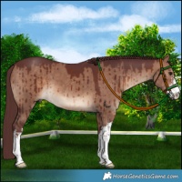 Horse Color:White Spotted Chocolate Brown Dun Brindle 