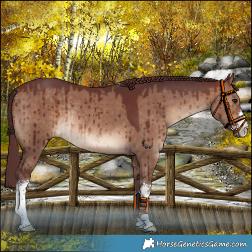 Horse Color:White Spotted Chocolate Brown Dun Rabicano Brindle 