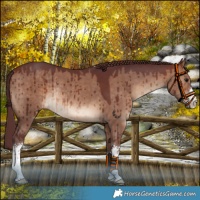 Horse Color:White Spotted Chocolate Brown Dun Rabicano Brindle 