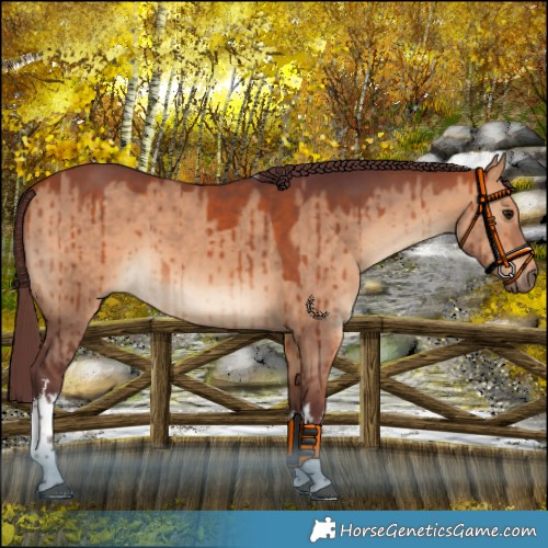 Horse Color:White Spotted Chocolate Bay Dun Brindle