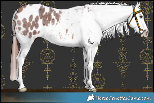 Horse Color:Chocolate Bay Roan Appaloosa 