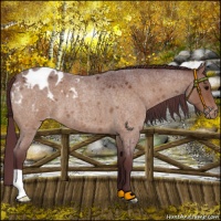 Horse Color:Chocolate Bay Roan Appaloosa 