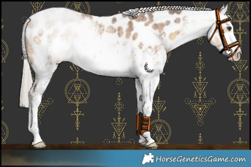Horse Color:White Spotted Chocolate Silver Buckskin Dun Sabino Appaloosa Brindle