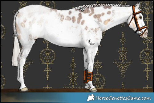 Horse Color:White Spotted Chocolate Silver Buckskin Dun Sabino Appaloosa Brindle 