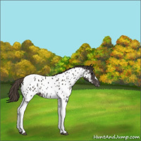 Horse Color:Smoky Black Tobiano Near Leopard 