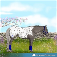 Horse Color:Silver Black Tobiano Appaloosa