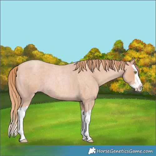 Horse Color:Gold Champagne Roan Splash 
