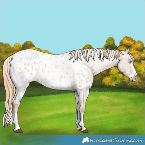 Horse Color:Red Dun Roan Splash Appaloosa 