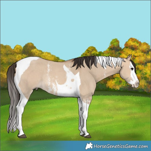 Horse Color:Bay Dun Sabino Splash Tobiano Rabicano 