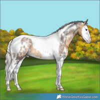 Horse Color:White Spotted Silver Buckskin Ice Splash Tobiano Appaloosa Rabicano
