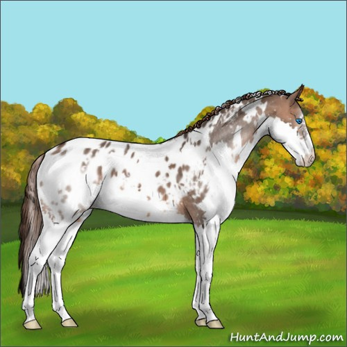 Horse Color:White Spotted Brown Dun Splash Appaloosa 