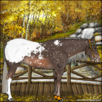 Horse Color:Liver Chestnut Mushroom Snowcap 