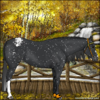 Horse Color:Black Mushroom Appaloosa 