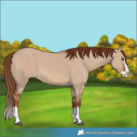 Horse Color:Red Dun Splash 