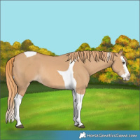 Horse Color:Red Dun Splash Tobiano Rabicano 