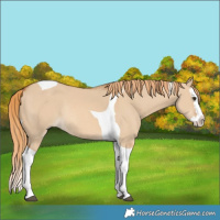 Horse Color:Red Dun Splash Tobiano Rabicano