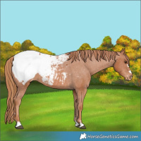 Horse Color:Chestnut Snowcap 