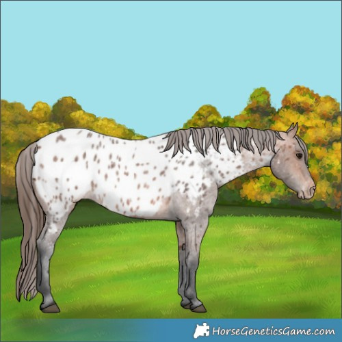 Horse Color:Bay Roan Appaloosa 