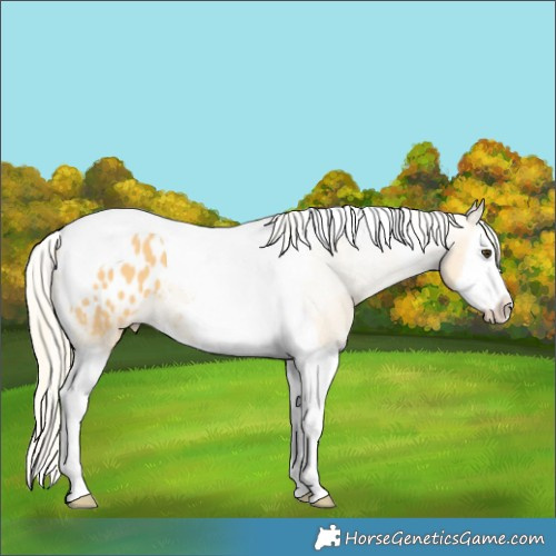 Horse Color:Palomino Splash Tobiano Appaloosa 