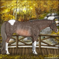 Horse Color:Liver Chestnut Mushroom Appaloosa Rabicano