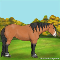 Horse Color:Bay Sabino 