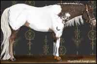 Horse Color:Liver Chestnut Mushroom Appaloosa