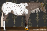 Horse Color:Liver Chestnut Mushroom Appaloosa 