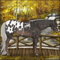 Horse Color:Liver Chestnut Mushroom Appaloosa Rabicano 