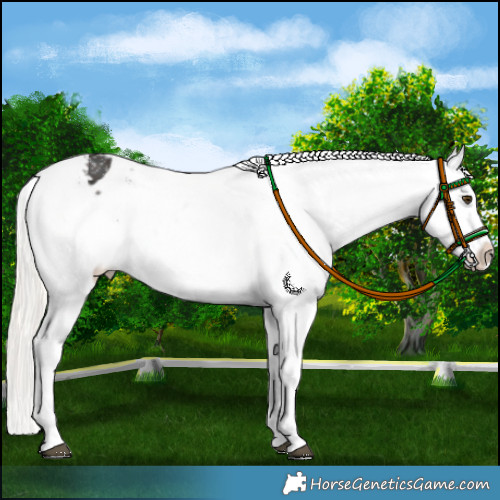 Horse Color:Liver Chestnut Mushroom Appaloosa 