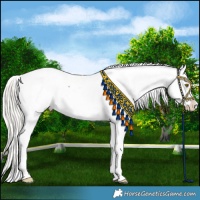 Horse Color:Liver Chestnut Mushroom Appaloosa 