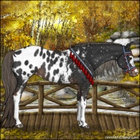 Horse Color:White Spotted Liver Chestnut Mushroom Appaloosa Rabicano 