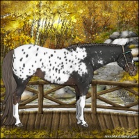 Horse Color:Liver Chestnut Mushroom Appaloosa 