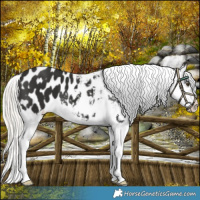 Horse Color:Liver Chestnut Mushroom Appaloosa