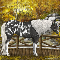 Horse Color:Liver Chestnut Mushroom Appaloosa 