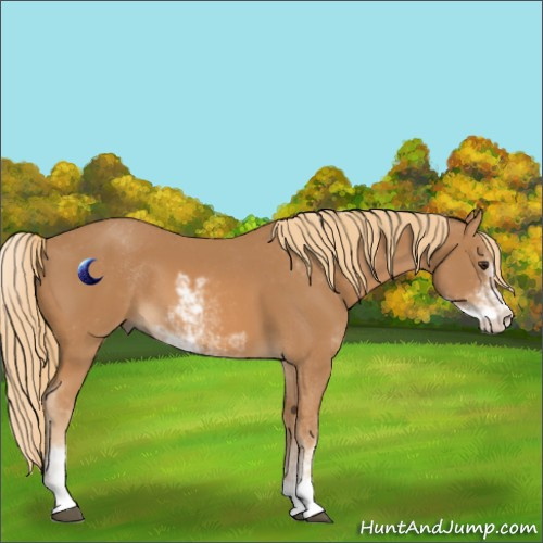 Horse Color:Chestnut Sabino 