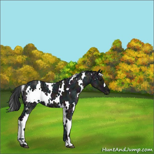 Horse Color:White Spotted Midnight Black Ice 