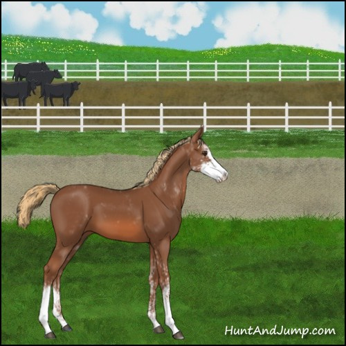 Horse Color:Chestnut Sabino 