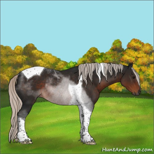 Horse Color:Gray Silver Brown Tobiano Rabicano 