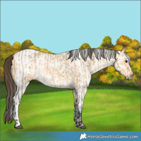 Horse Color:Buckskin Roan Dun  and White Spotted Buckskin Dun 