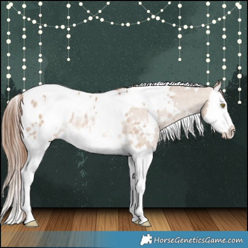 Horse Color:White Spotted Red Dun Splash Appaloosa Rabicano 
