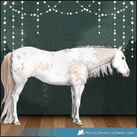 Horse Color:White Spotted Red Dun Splash Appaloosa Rabicano 