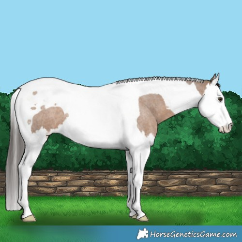Horse Color:Liver Red Dun Roan Splash Tobiano