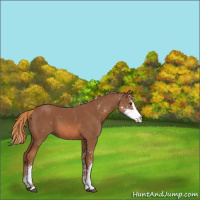 Horse Color:Chestnut Sabino