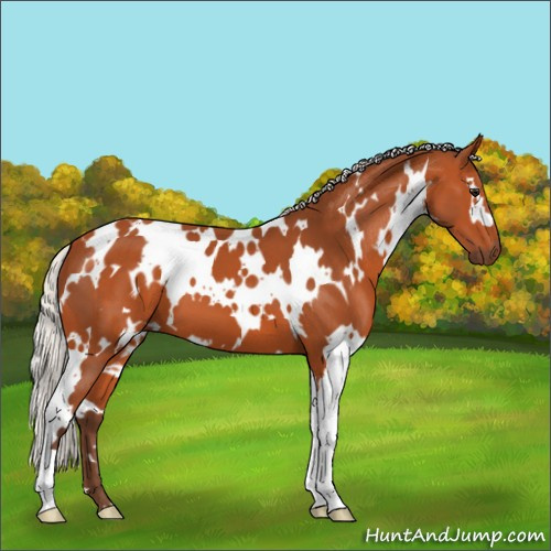 Horse Color:White Spotted Silver Bay 