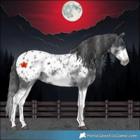 Horse Color:White Spotted Blue Roan Splash Frame Appaloosa